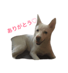 WHITE DOG HANA（個別スタンプ：5）