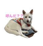 WHITE DOG HANA（個別スタンプ：6）
