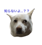 WHITE DOG HANA（個別スタンプ：7）