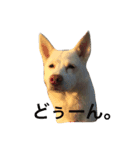 WHITE DOG HANA（個別スタンプ：8）
