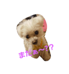 マルチーズのはっぴー❤（個別スタンプ：2）