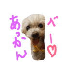 マルチーズのはっぴー❤（個別スタンプ：3）