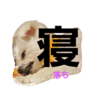 マルチーズのはっぴー❤（個別スタンプ：5）