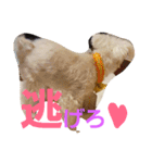 マルチーズのはっぴー❤（個別スタンプ：7）
