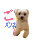 マルチーズのはっぴー❤（個別スタンプ：11）