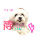 マルチーズのはっぴー❤（個別スタンプ：13）