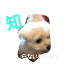 マルチーズのはっぴー❤（個別スタンプ：14）
