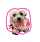 マルチーズのはっぴー❤（個別スタンプ：16）