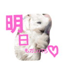 マルチーズのはっぴー❤（個別スタンプ：17）