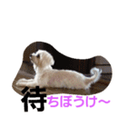 マルチーズのはっぴー❤（個別スタンプ：18）