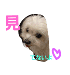 マルチーズのはっぴー❤（個別スタンプ：20）
