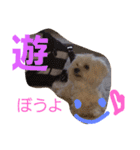 マルチーズのはっぴー❤（個別スタンプ：21）