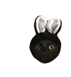 ねこた〜ちpart5（個別スタンプ：36）