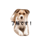 ホップドッグワン（個別スタンプ：3）
