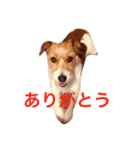 ホップドッグワン（個別スタンプ：6）
