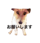 ホップドッグワン（個別スタンプ：13）
