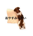 ホップドッグワン（個別スタンプ：14）