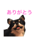 りきゅさんとひみ その2（個別スタンプ：3）