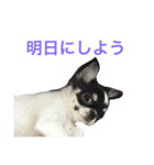 りきゅさんとひみ その2（個別スタンプ：4）