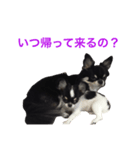 りきゅさんとひみ その2（個別スタンプ：7）