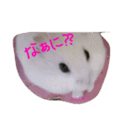 かわいい我が家のハムちゃん（個別スタンプ：1）