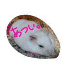 かわいい我が家のハムちゃん（個別スタンプ：7）
