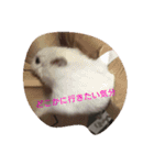 かわいい我が家のハムちゃん（個別スタンプ：10）
