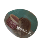 かわいい我が家のハムちゃん（個別スタンプ：13）