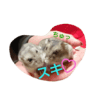 かわいい我が家のハムちゃん（個別スタンプ：16）