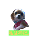ラピ（個別スタンプ：7）
