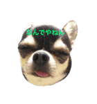 チワワのこはるん（個別スタンプ：6）