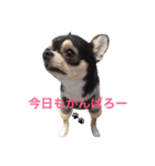 チワワのこはるん（個別スタンプ：15）