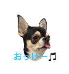 チワワのこはるん（個別スタンプ：16）