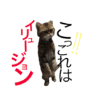 アメリカンショートヘア 猫猫スタンプ（個別スタンプ：1）