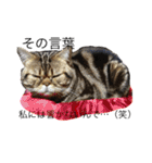 アメリカンショートヘア 猫猫スタンプ（個別スタンプ：2）