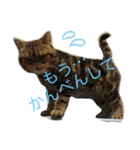 アメリカンショートヘア 猫猫スタンプ（個別スタンプ：5）