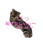アメリカンショートヘア 猫猫スタンプ（個別スタンプ：9）