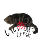アメリカンショートヘア 猫猫スタンプ（個別スタンプ：10）