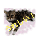 アメリカンショートヘア 猫猫スタンプ（個別スタンプ：11）
