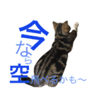 アメリカンショートヘア 猫猫スタンプ（個別スタンプ：12）