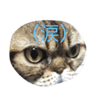 アメリカンショートヘア 猫猫スタンプ（個別スタンプ：13）