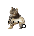 アメリカンショートヘア 猫猫スタンプ（個別スタンプ：14）