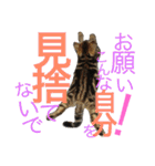 アメリカンショートヘア 猫猫スタンプ（個別スタンプ：15）
