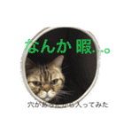 アメリカンショートヘア 猫猫スタンプ（個別スタンプ：16）