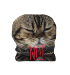 アメリカンショートヘア 猫猫スタンプ（個別スタンプ：19）