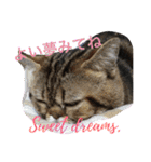 アメリカンショートヘア 猫猫スタンプ（個別スタンプ：20）