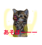 アメリカンショートヘア 猫猫スタンプ（個別スタンプ：23）