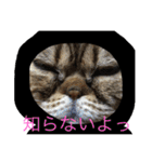 アメリカンショートヘア 猫猫スタンプ（個別スタンプ：24）