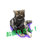 アメリカンショートヘア 猫猫スタンプ（個別スタンプ：25）