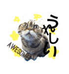 アメリカンショートヘア 猫猫スタンプ（個別スタンプ：26）